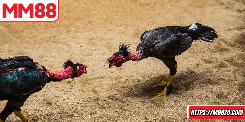 Đá gà 88 là game được săn đón nhất 