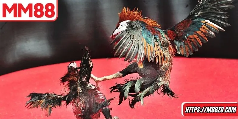 Sảnh đá gà MM88 được nhiều người ưa chuộng