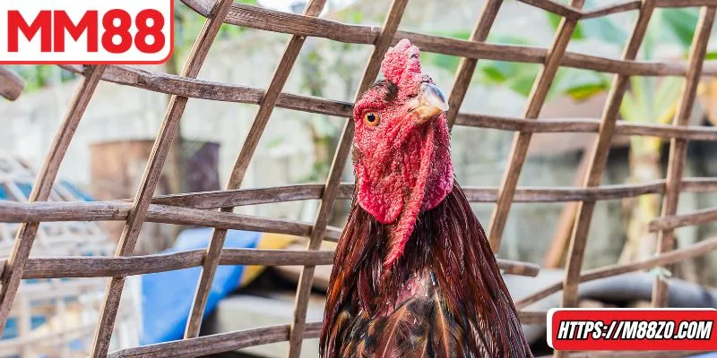 Các trận đấu đá gà trực tiếp được săn đón hàng đầu